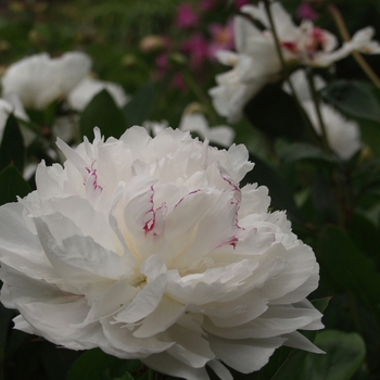 'Festiva Maxima' Peony 'Festiva Maxima' Peony