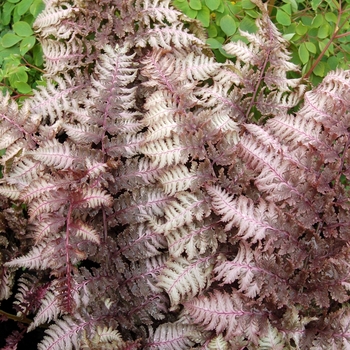 'Burgundy Lace' Japanese Painted Fern 'Burgundy Lace' Japanese Painted Fern