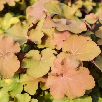 Caramel Heuchera