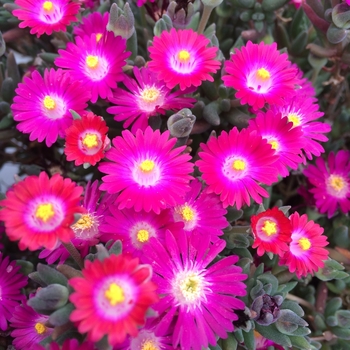 Jewel of Desert 'Amethyst'