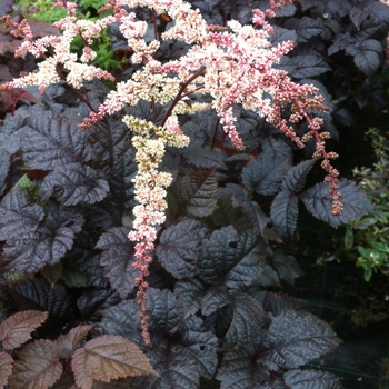 Astilbe