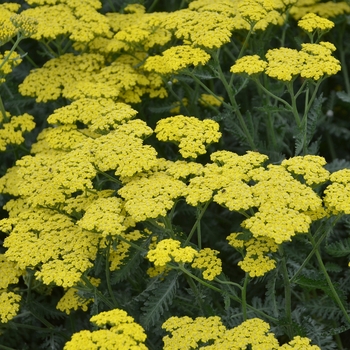'Sassy Summer Lemon' Yarrow