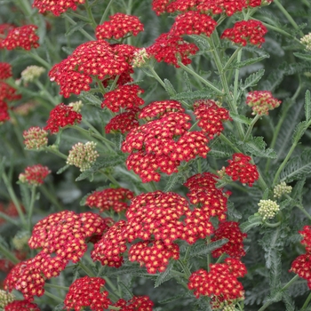 'Sassy Summer Sangria' Yarrow
