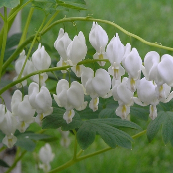 White Bleeding Heart