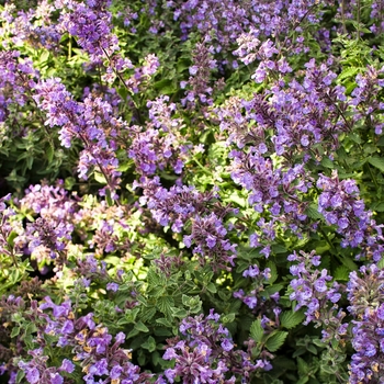 Cat''s Meow Catmint