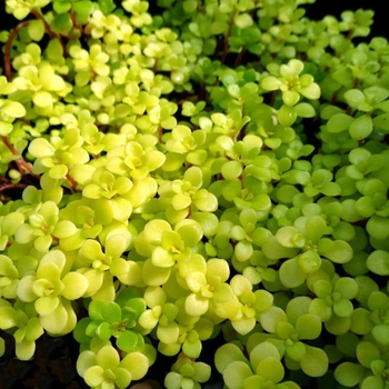 'Ogon' Golden Japanese Stonecrop