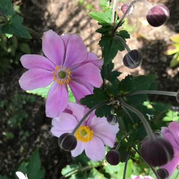 'Robustissima' Japanese Anemone