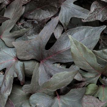 Blackie Ipomoea, Sweet Potato Vine