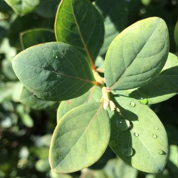 Bountiful Blue® Blueberry