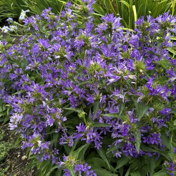'Church Bells' Clustered Bellflower