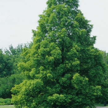 Dawn Redwood