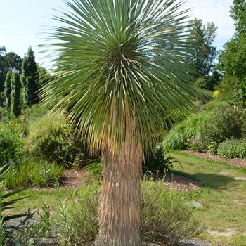 Sapphire Skies Beaked Blue Yucca