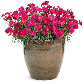'Paint the Town Red' Pinks