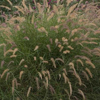 Karley Rose Oriental Fountain Grass