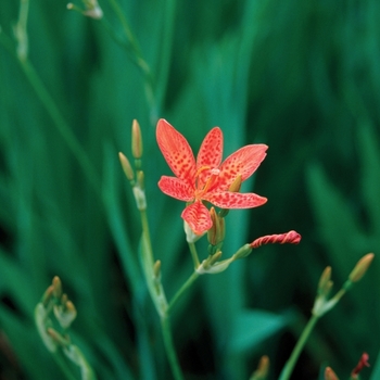 Blackberry Lily