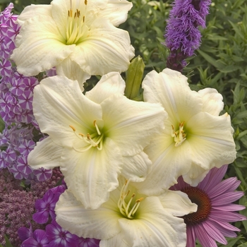 Daylily-Designer