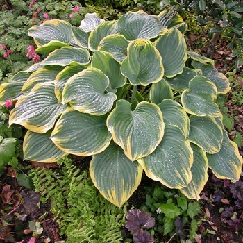 'Sagae' Hosta, Plantain Lily