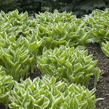 'Albo-marginata' Hosta, Plantain Lily