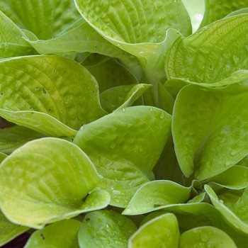 'Maui Buttercups' Hosta, Plantain Lily