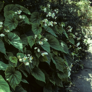 'Alba' Hardy Begonia