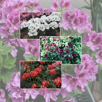 Geranium