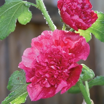 'Chater's Double Pink' Hollyhock