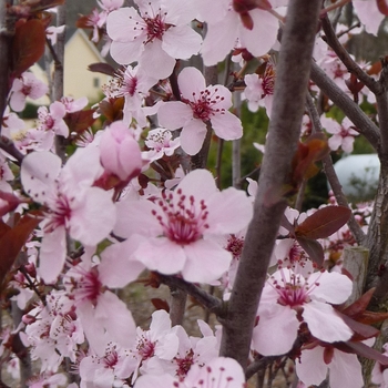 Krauter Vesuvius Purple Leaf Plum