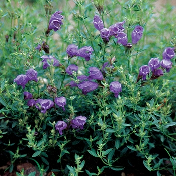 Blue Dragon Shooting Star Blue Dragon Shooting Star