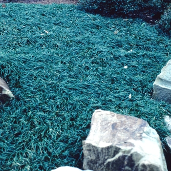 Nana Dwarf Mondo Grass
