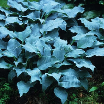 'Blue Wedgewood' Hosta, Plantain Lily