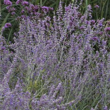Little Spire Russian Sage