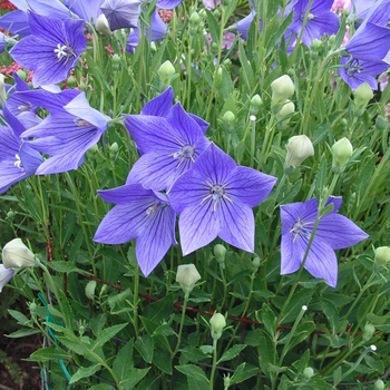 'Fuji Blue' Balloon Flower