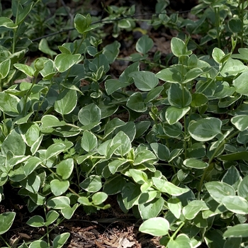 Variegata Vinca