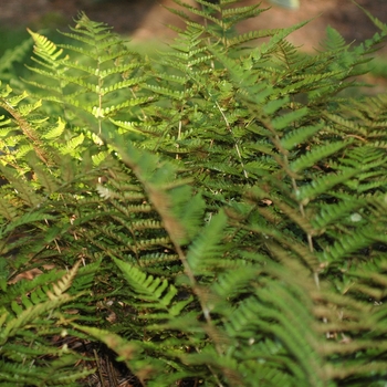 Autumn Fern Autumn Fern