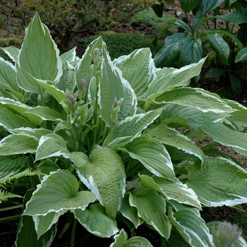 'Regal Splendor' Hosta, Plantain Lily