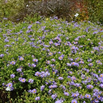 'October Skies' Aromatic Aster