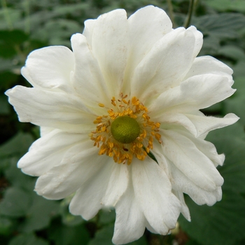 Japanese Anemone