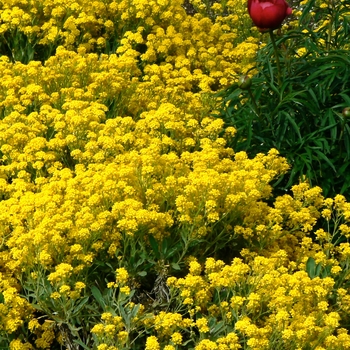 Basket of Gold