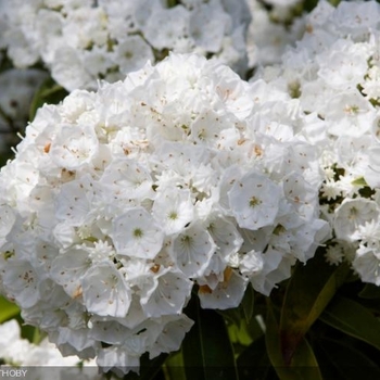 Snowdrift Mountain Laurel