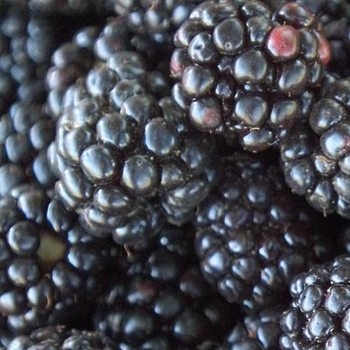Ouachita Ouachita Blackberry