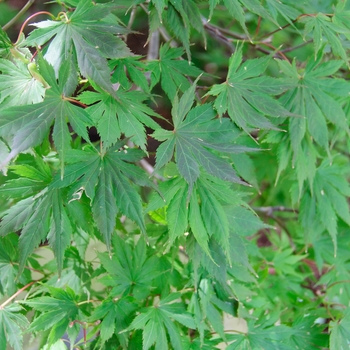 Trompenburg Japanes Maple