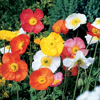 Spring Fever™ 'Mix'