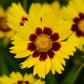 'SunKiss' Tickseed