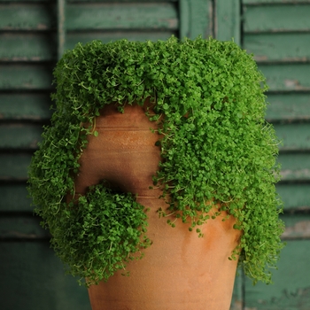 Mini Mint Corsican Mint