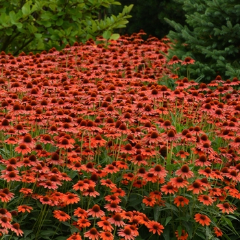 Sombrero® 'Flamenco Orange'