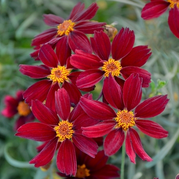 Permathread™ 'Red Satin'
