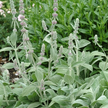 'Silver Carpet' Lamb's Ears