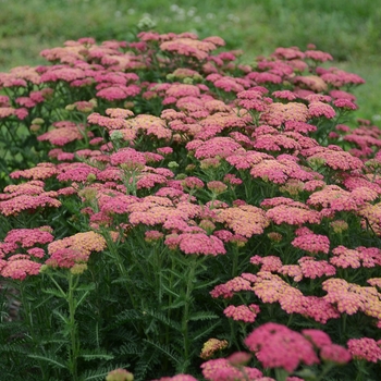 'Sassy Summer Taffy' Yarrow