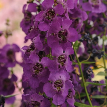 Summer Snapdragon Archangel Dark Purple