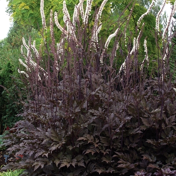 Purple-leaf Bugbane